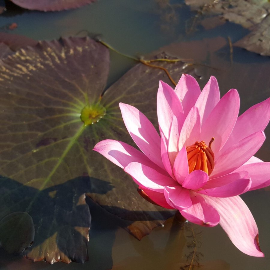 Lotus Flower LED Lamp